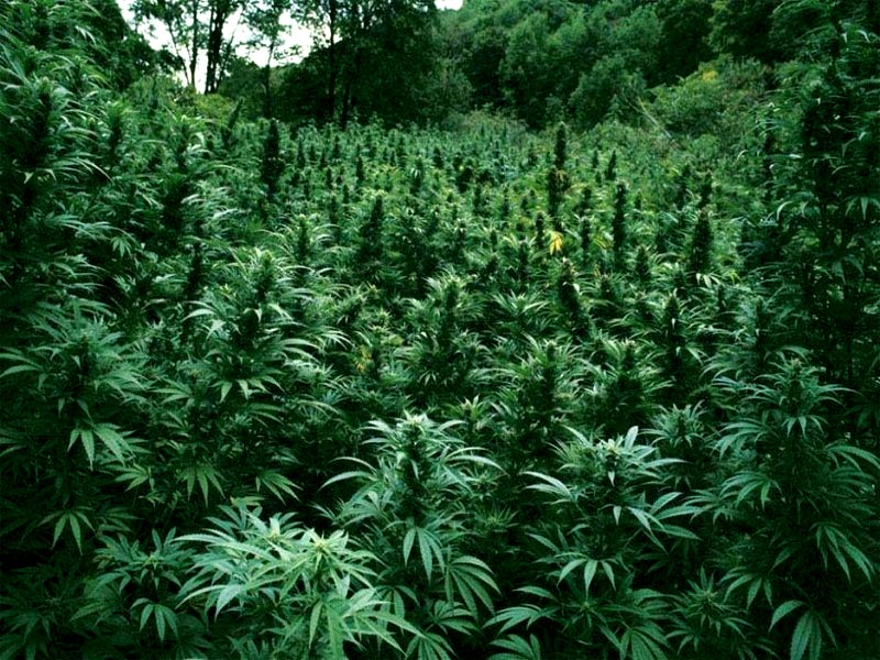 Marijuana Pot Bud HD Wallpaper General
