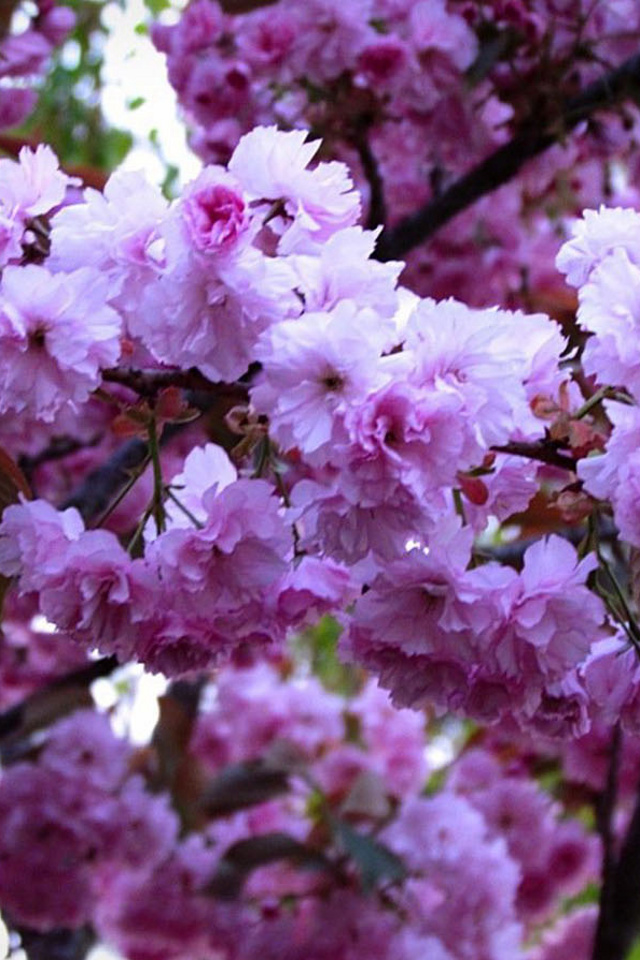 🔥 [47+] Cherry Blossoms iPhone Wallpaper | WallpaperSafari