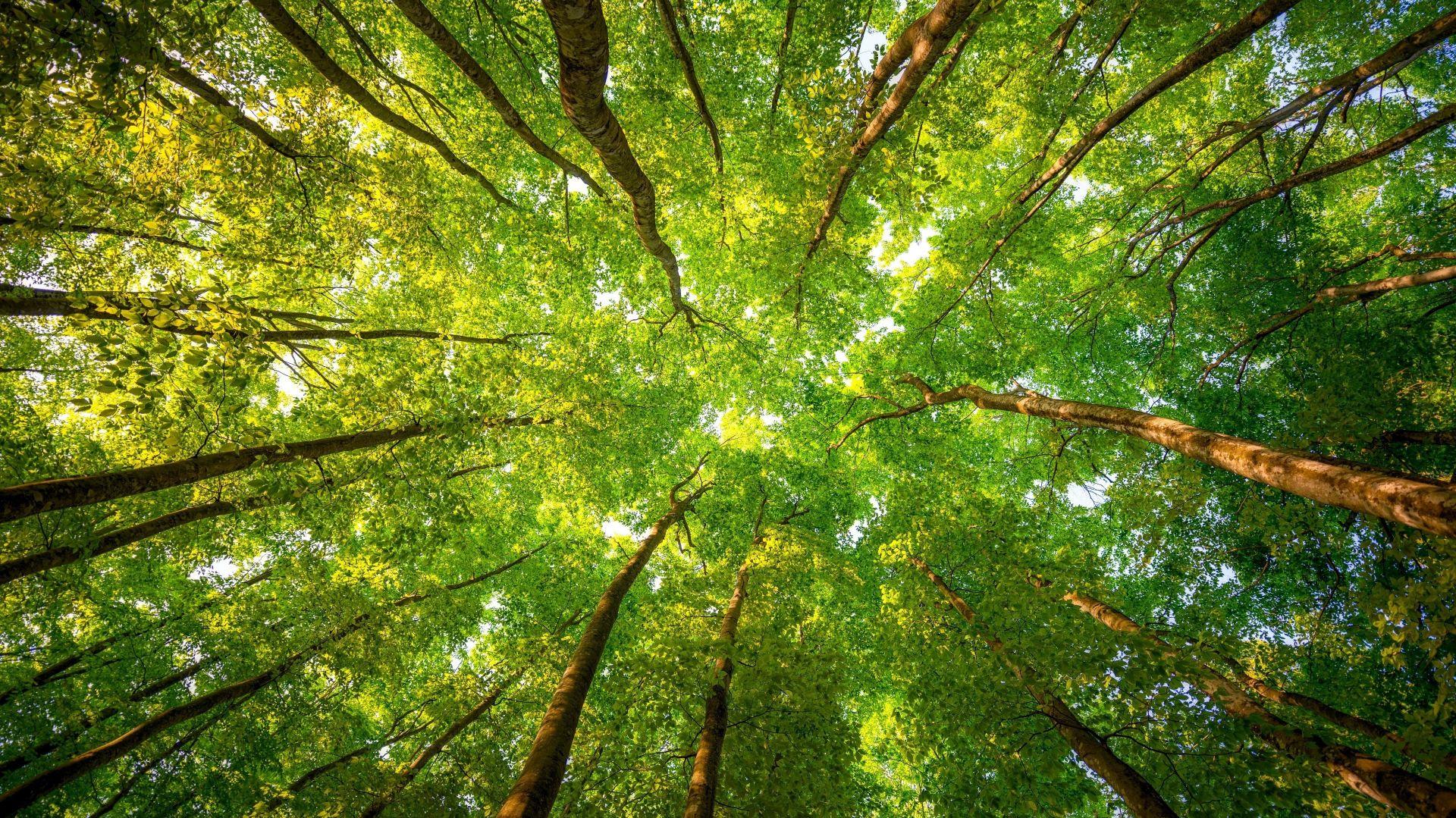 Desktop Wallpaper Green Trees Forest Leaves Spring 4k HD