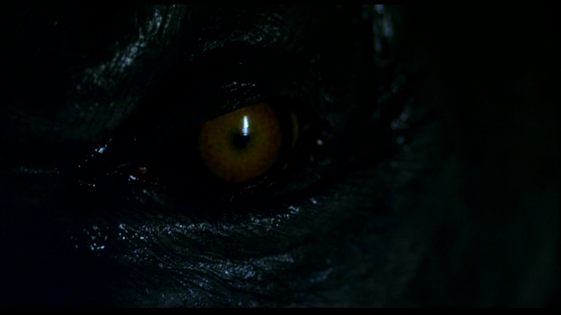 Werewolf The Beast Among Us HD Wallpaper Background Image