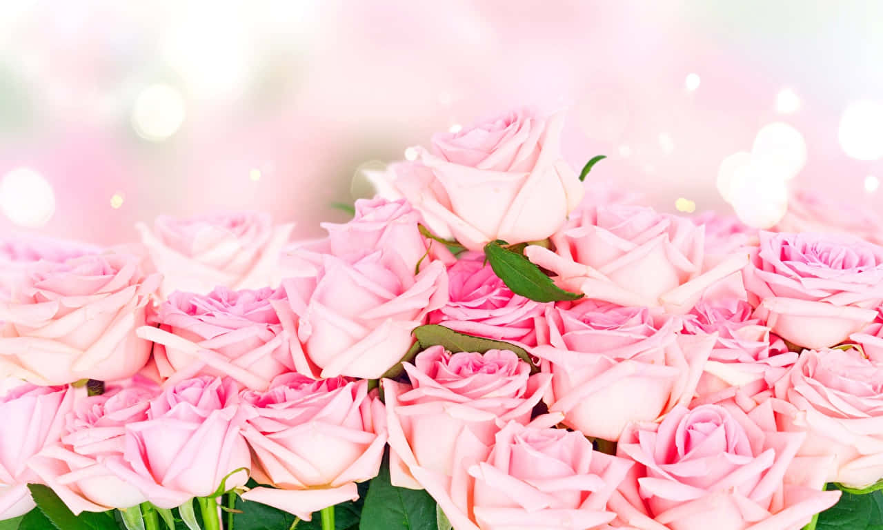 Pink Rose Field Wallpaper