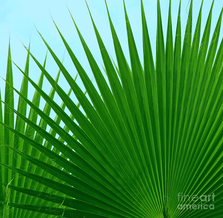 Palm Leaves Palm leaves photograph 900x878