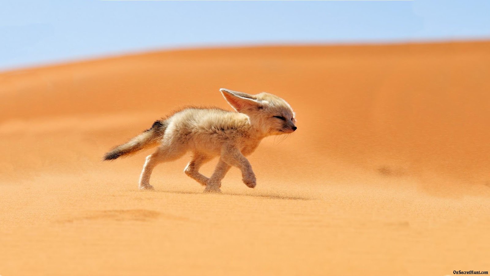 HD Fennec Fox Wallpapers Animals Library