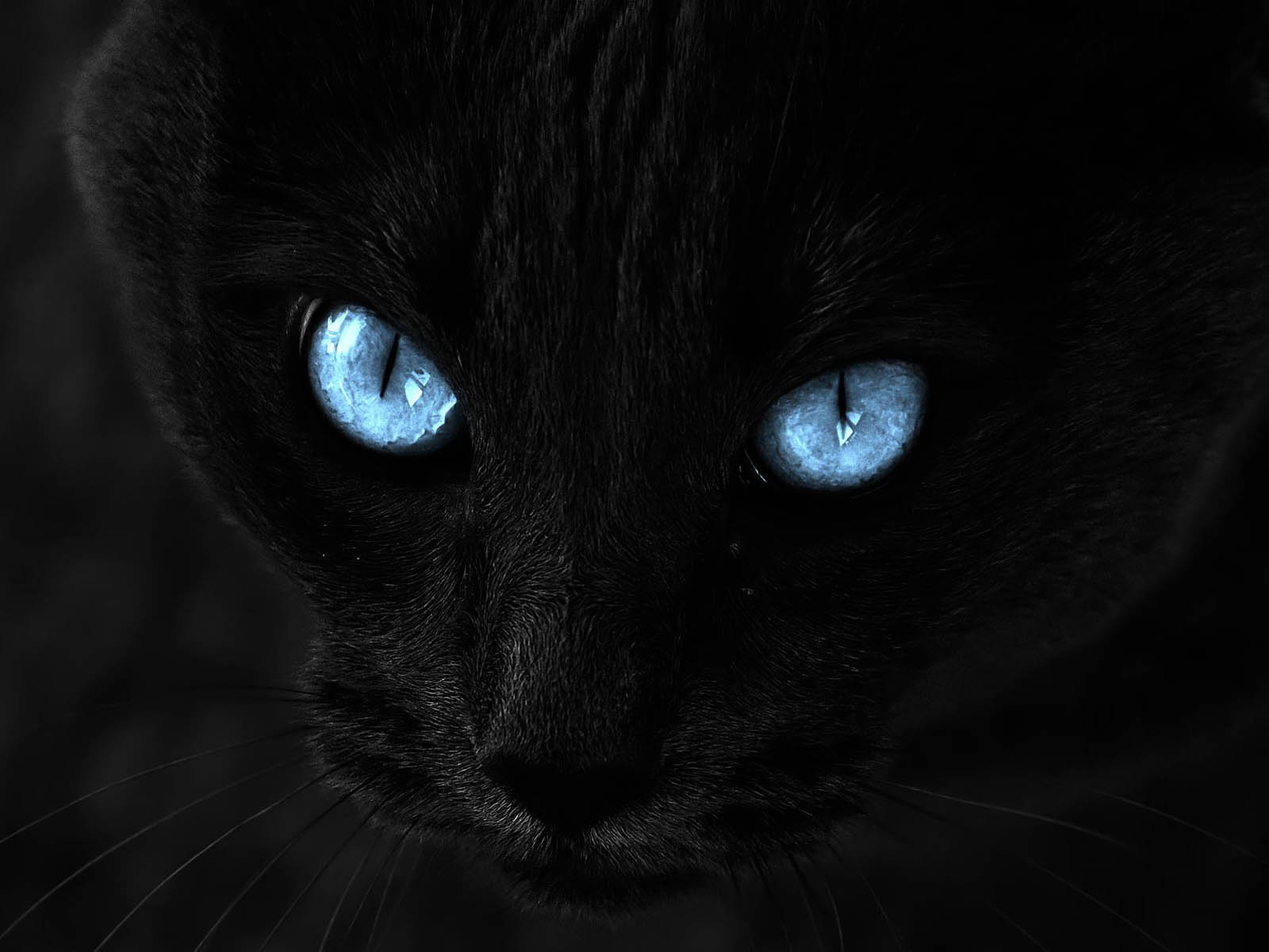 Black Cat Blue Eyes Wallpapers 1600x1200