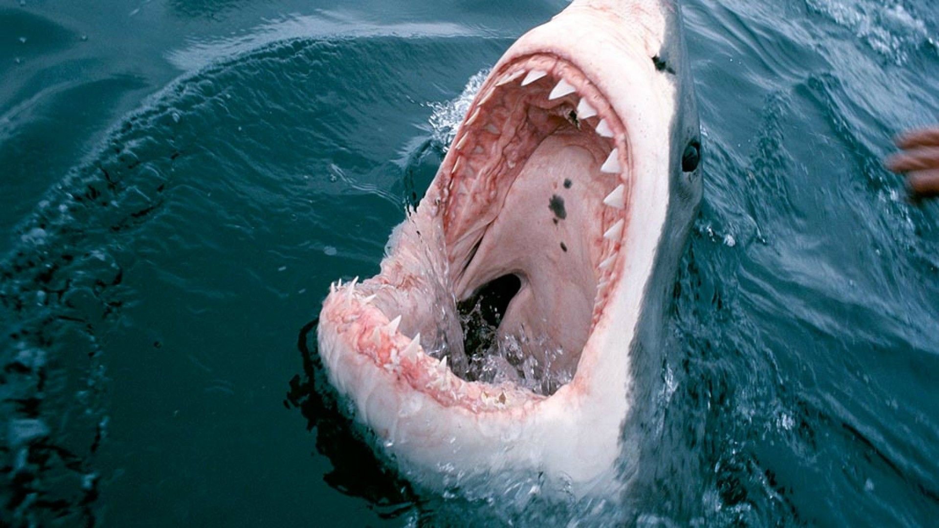 Great White Shark Attack 1920x1080