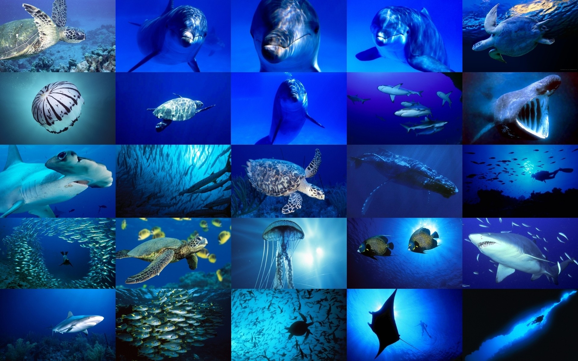 Ocean Fish Wallpaper Turtles Collage Dolphins