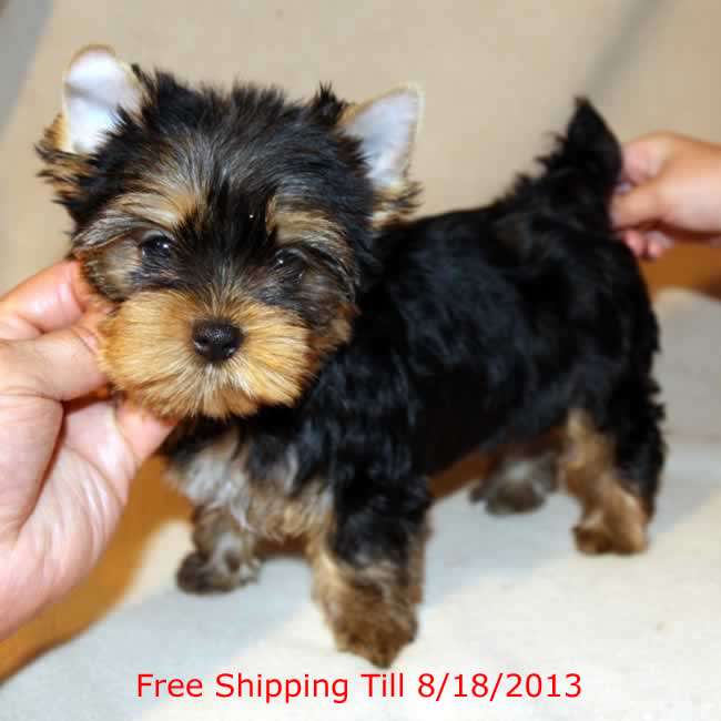 Pictures Of Teacup Yorkies For Sale