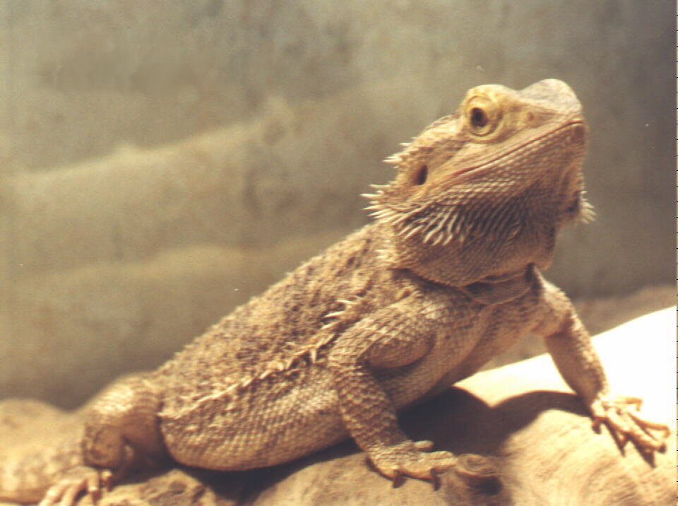 True Wild Life Bearded Dragon The Also Known As