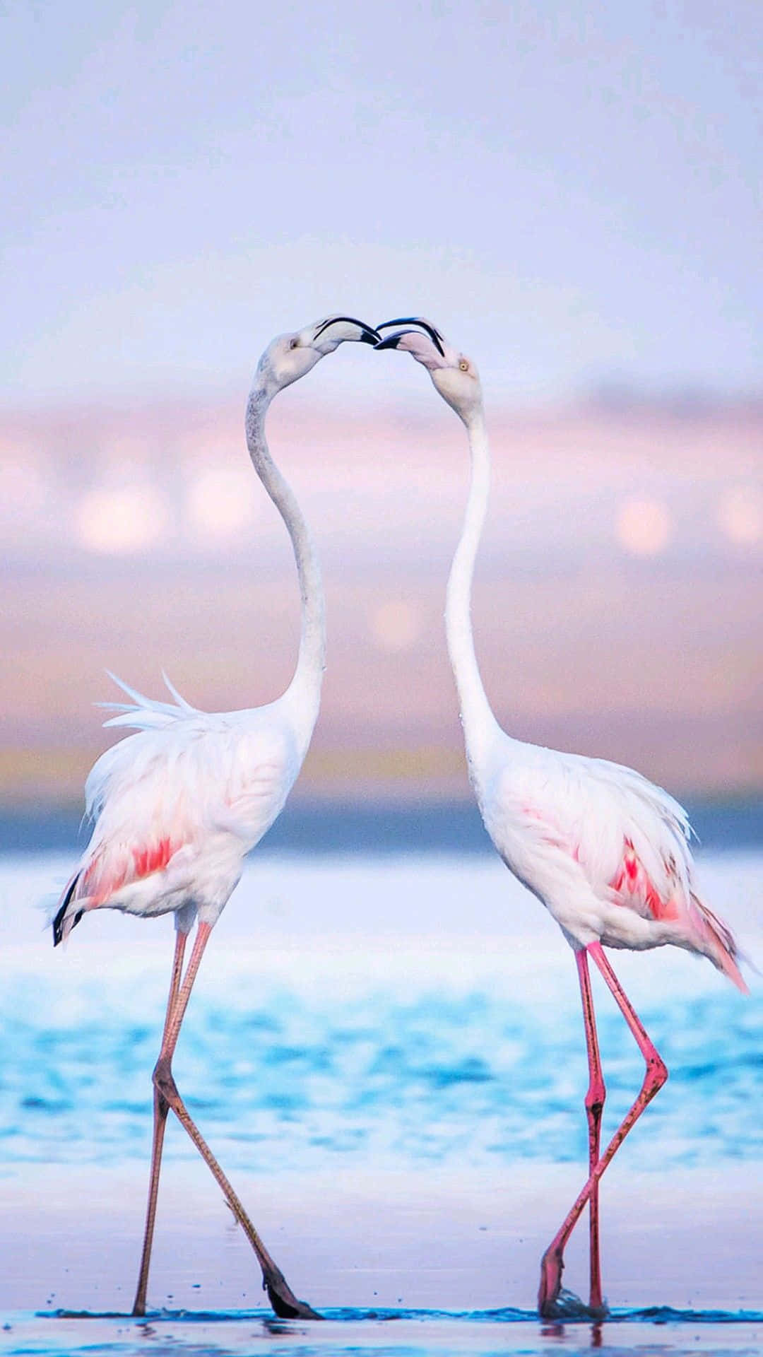 Photography Flamingo iPhone Wallpaper