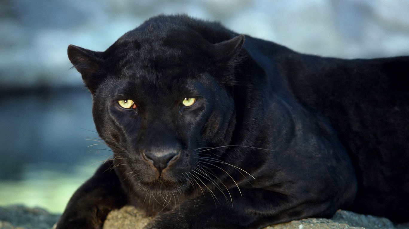 Cool Wallpaper Animals Animal Black Panther Jpg