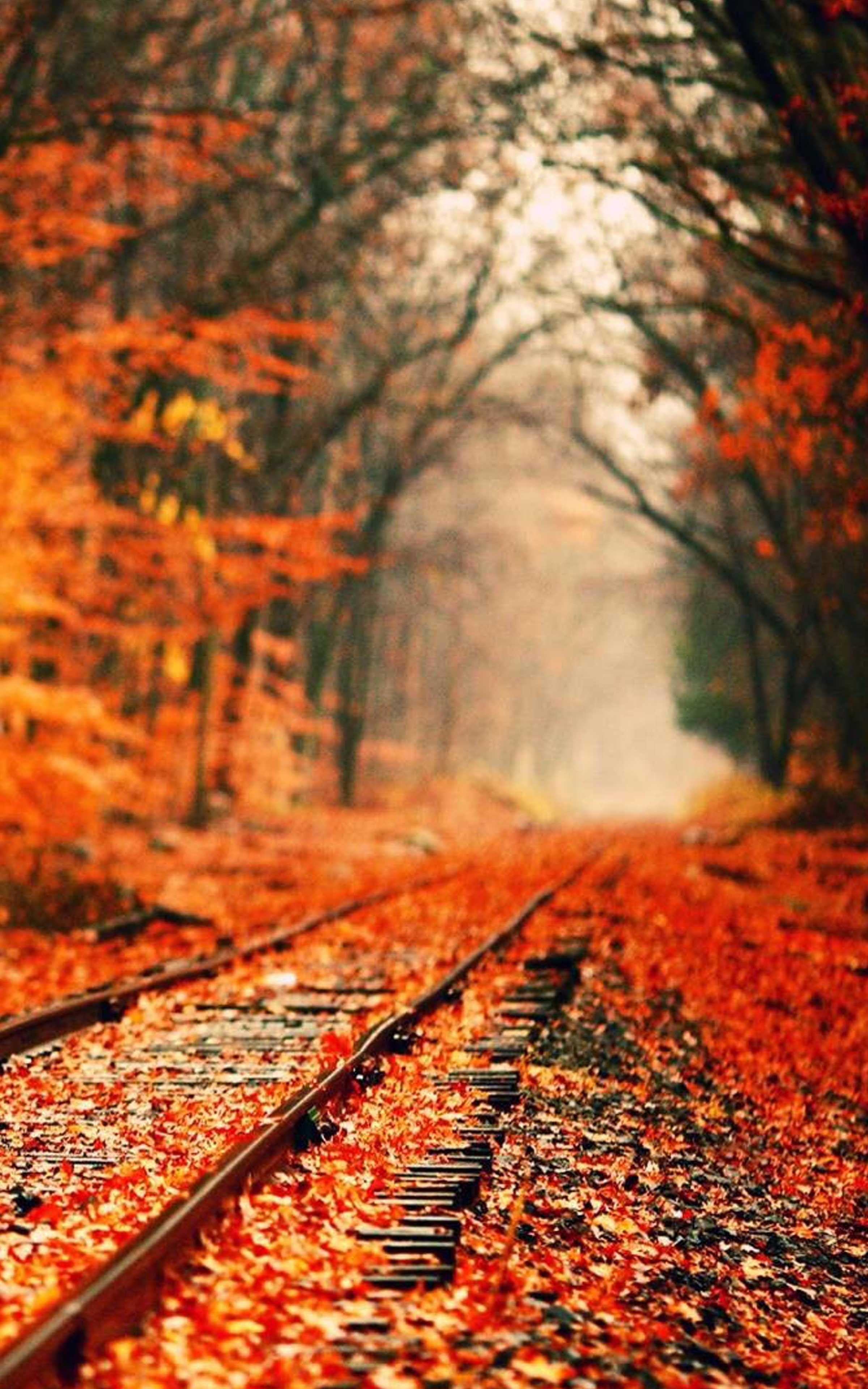 4k Fall Wallpaper