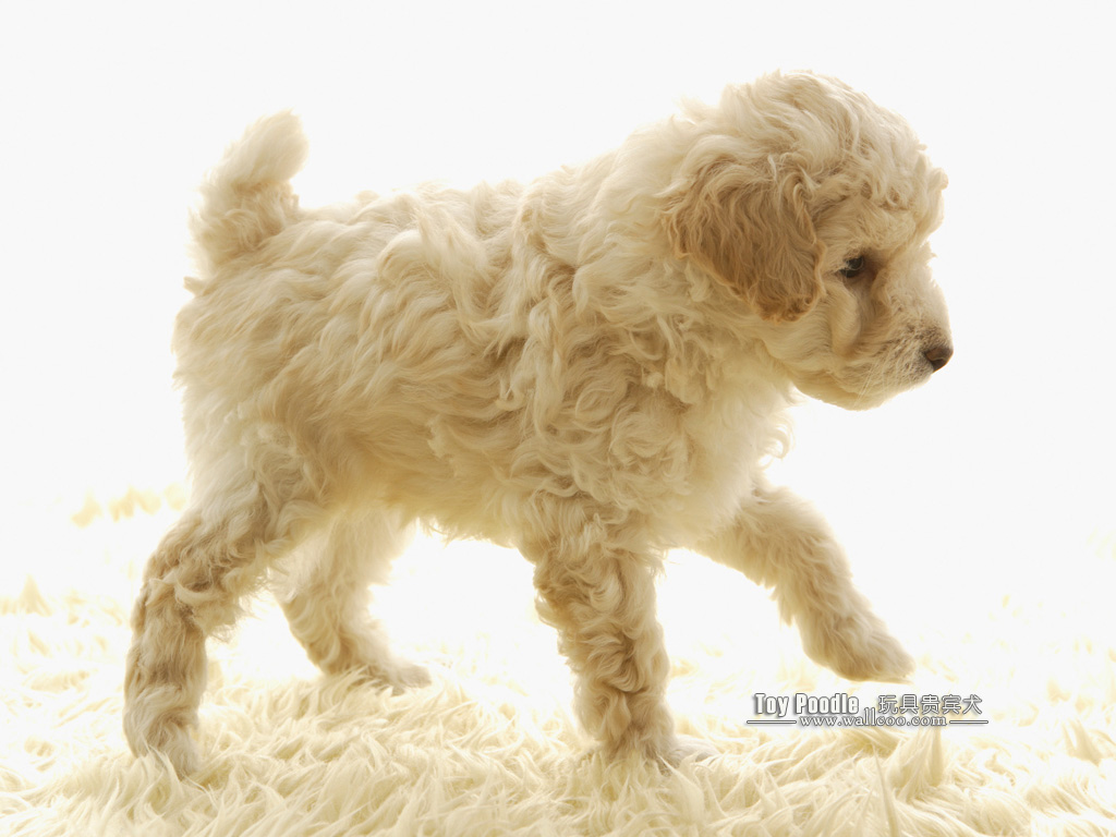 Poodle Puppy Wallpaper No Desktop Wallcoo