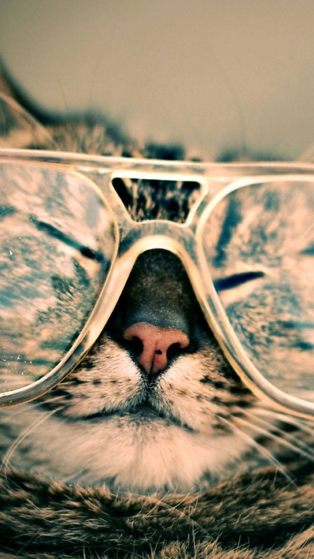 Cat iPhone Wallpaper