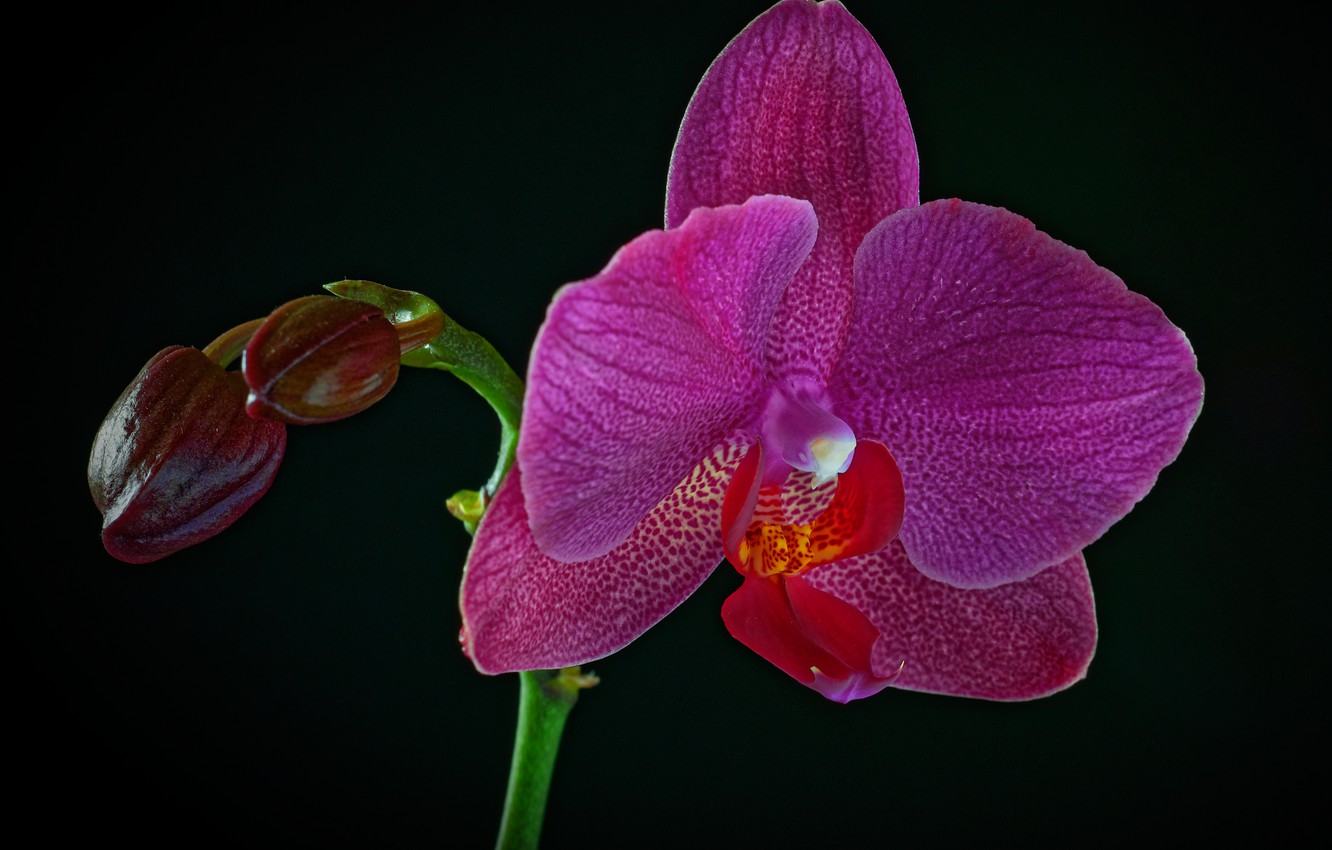 Wallpaper Black Background Purple Orchid Closeup Image For