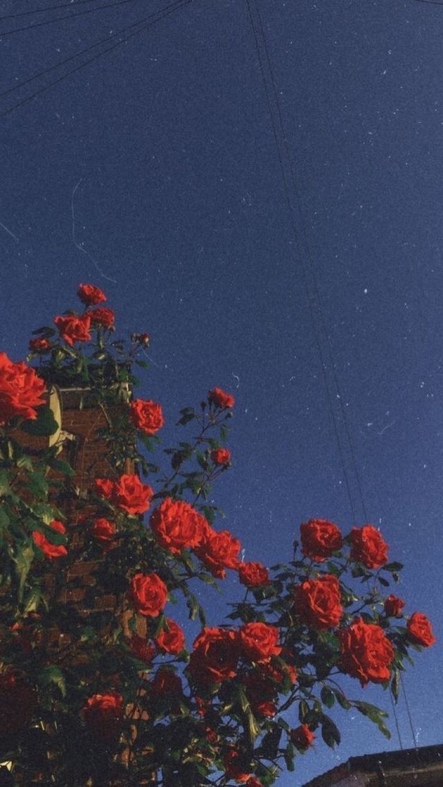 Aesthetic Rose Wallpaper Posted By Zoey Sellers