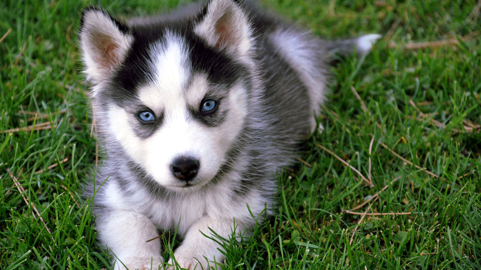 Baby Husky Wallpaper Images amp Pictures   Becuo