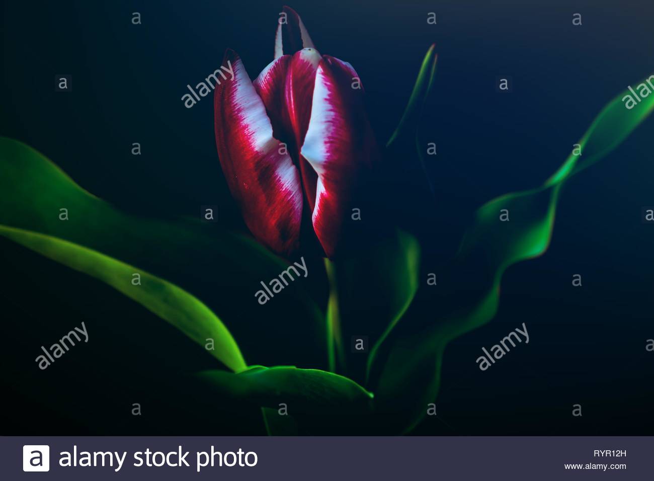 One red tulip on black background for Valentine`s Day Birthday