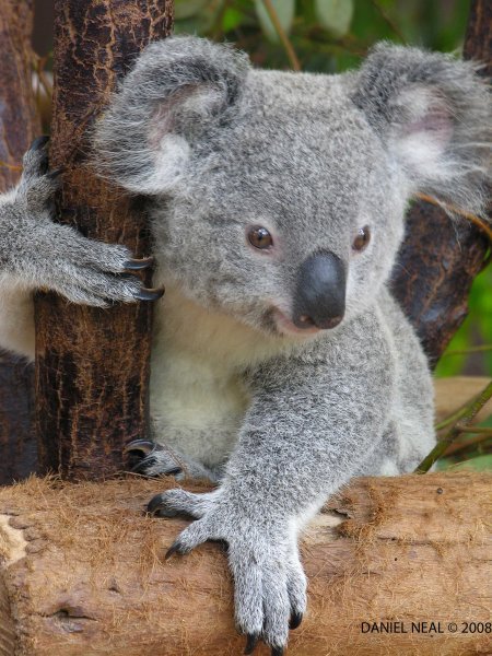 Cute Baby Koala Bear Wallpaper Bea