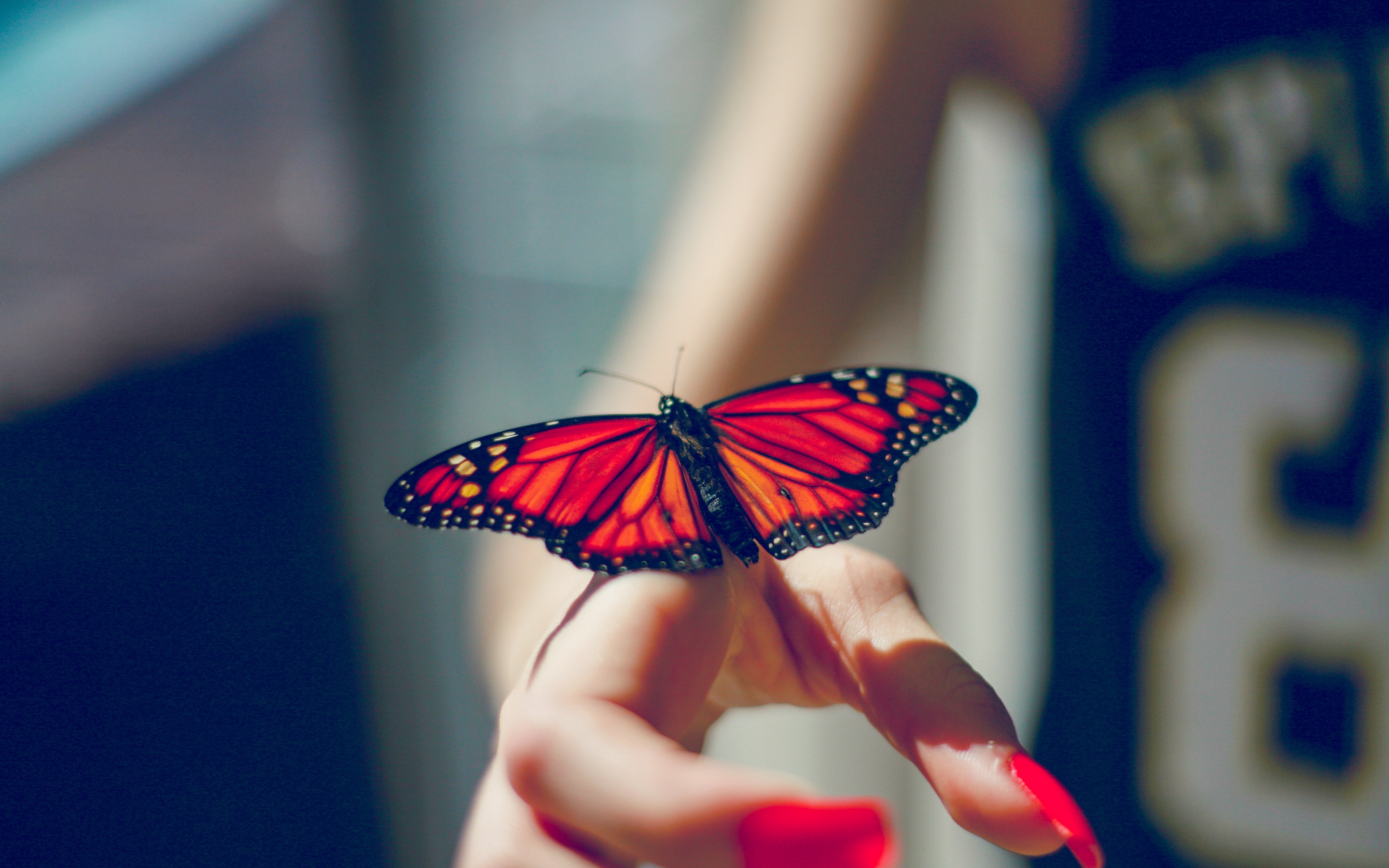 Wallpaper Butterfly Insect Hand 4k Ultra HD
