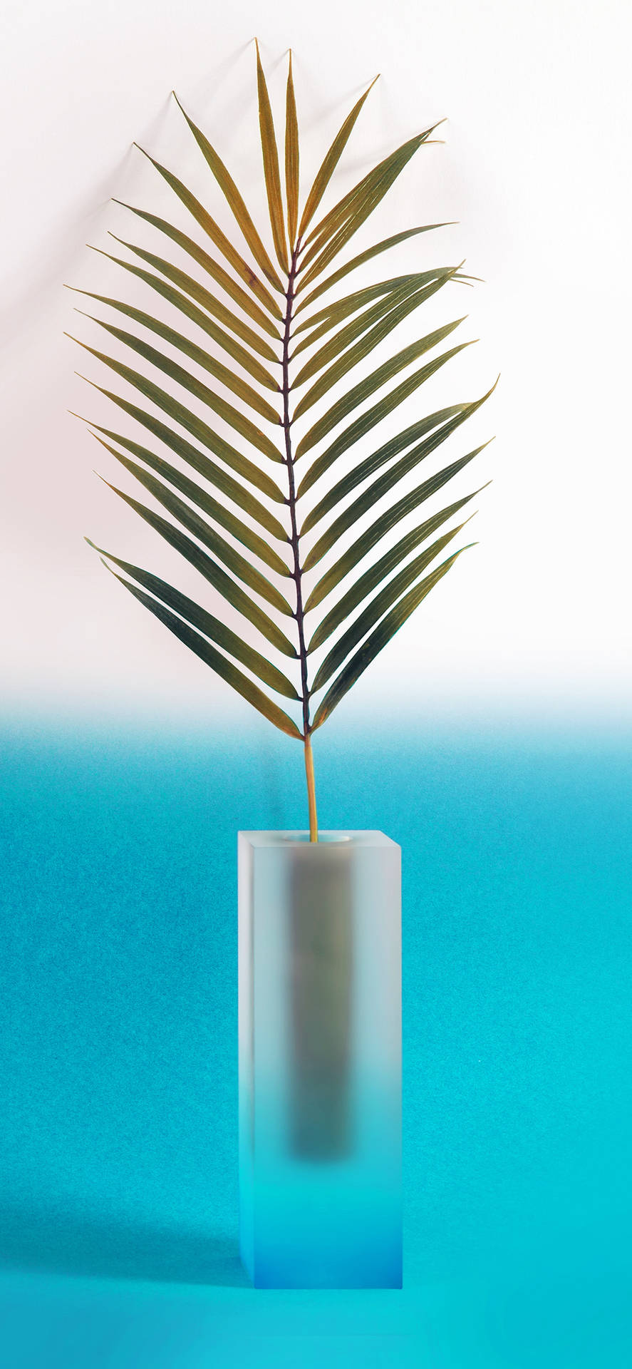 Plant iPhone Wallpaper