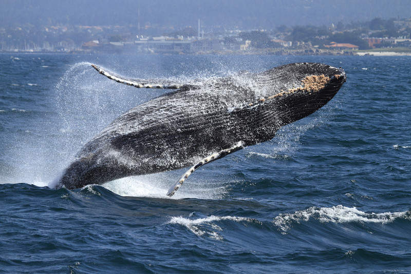 Image Online Monterey Bay Aquarium Wallpaper