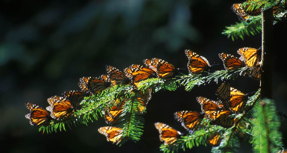 Butterflies Monarchfalter Jonathan Carlite