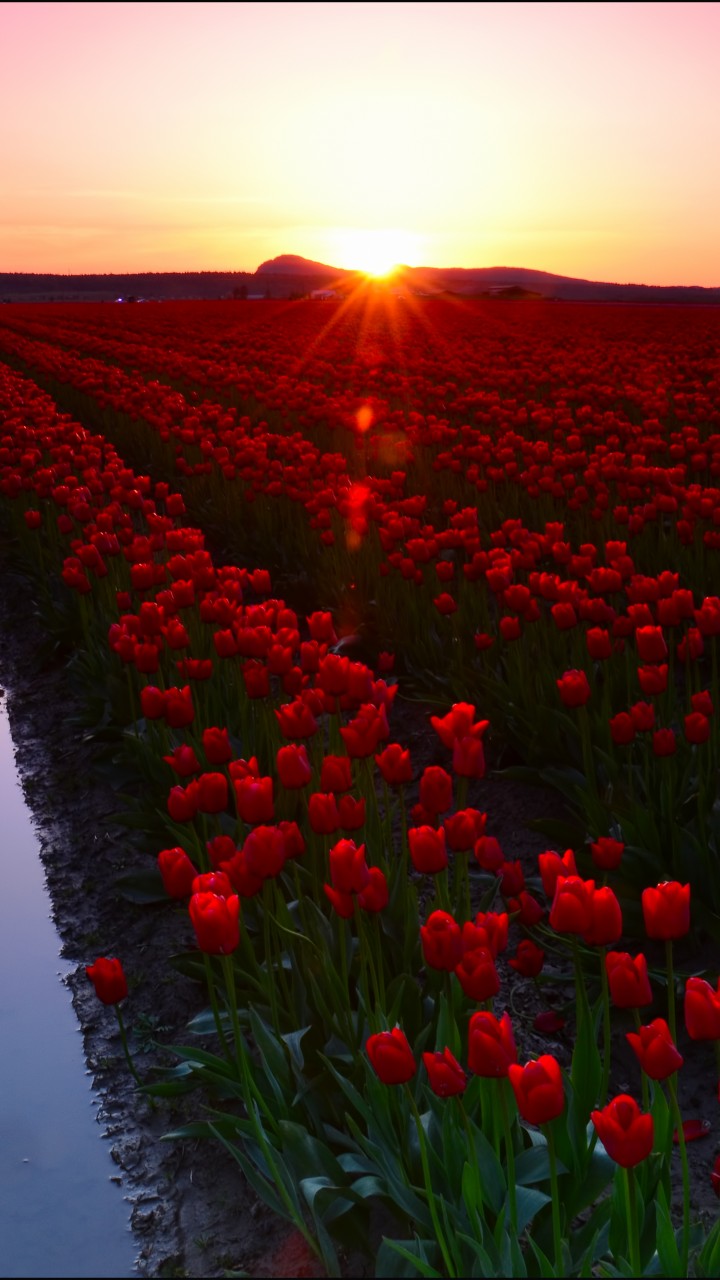 Wallpaper Skagit Valley 4k 5k 8k Washington Usa