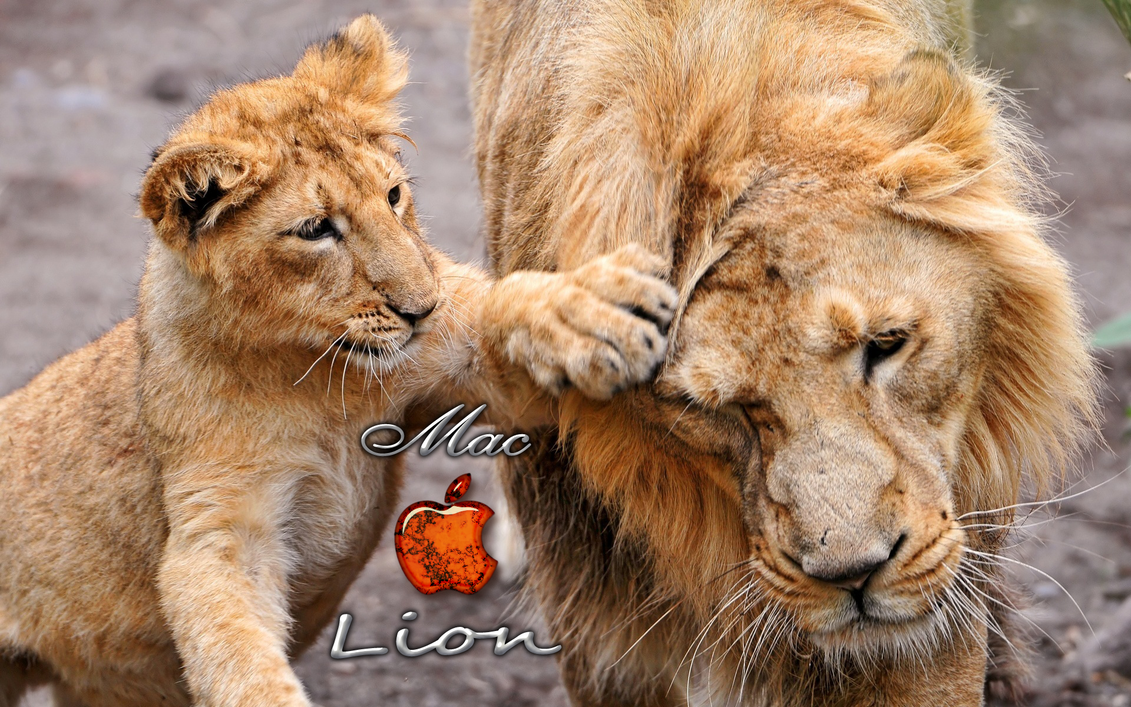 Lion Wallpaper Apple Pictures Image