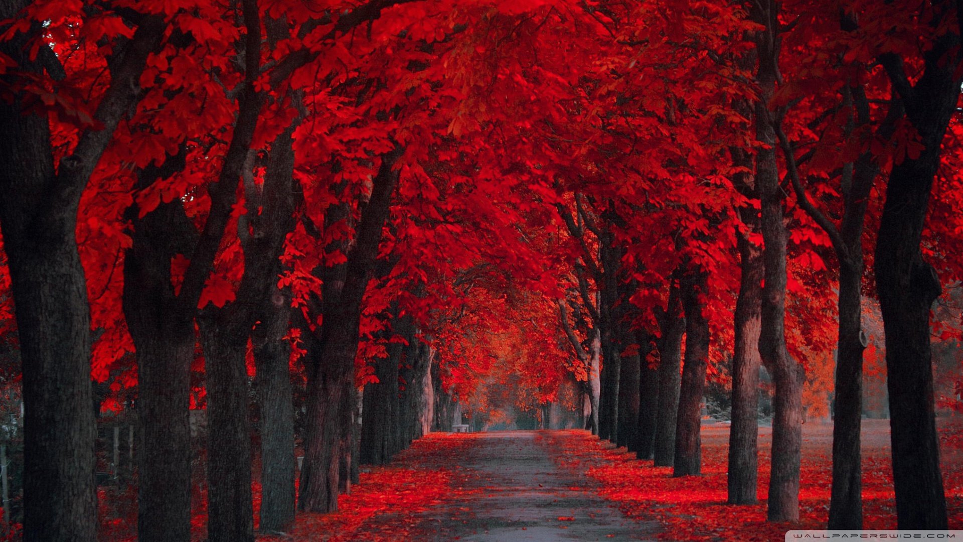 Pics Photos Red Autumn Leaves Wallpaper
