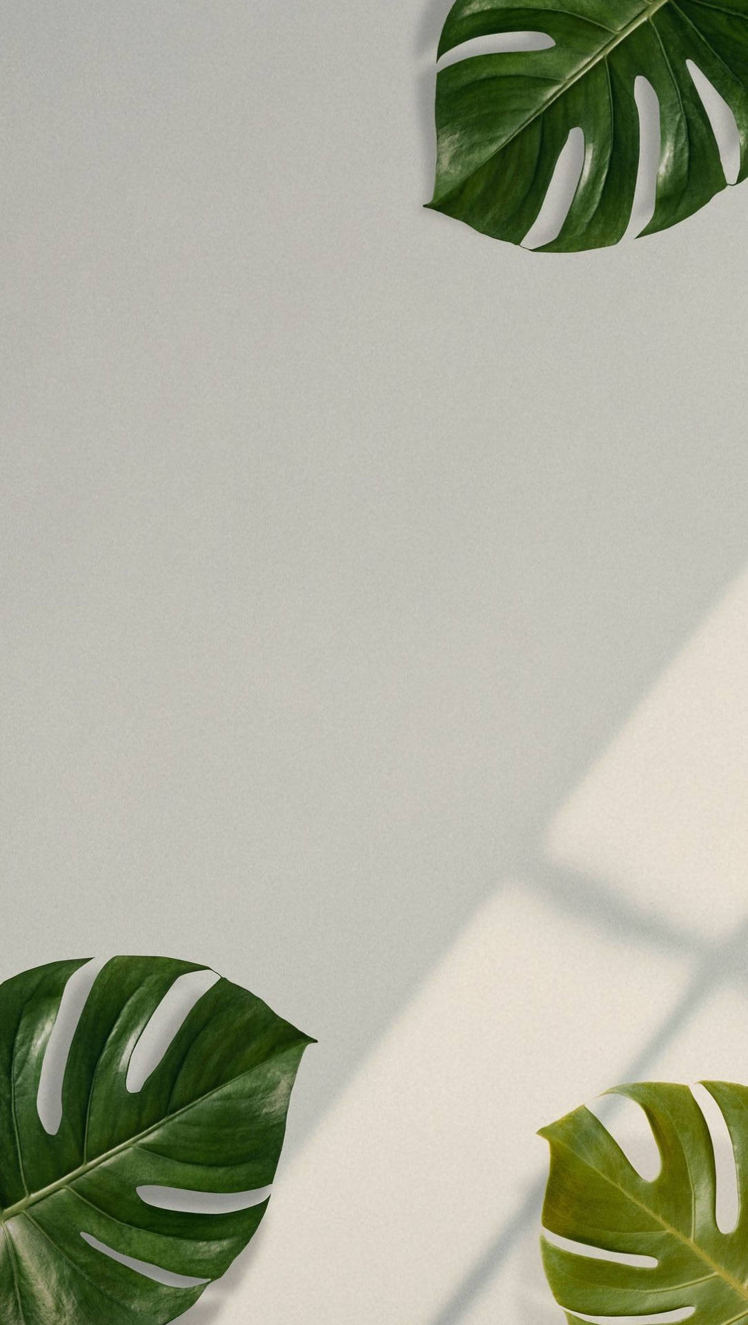Leaves iPhone Background Wallpaper