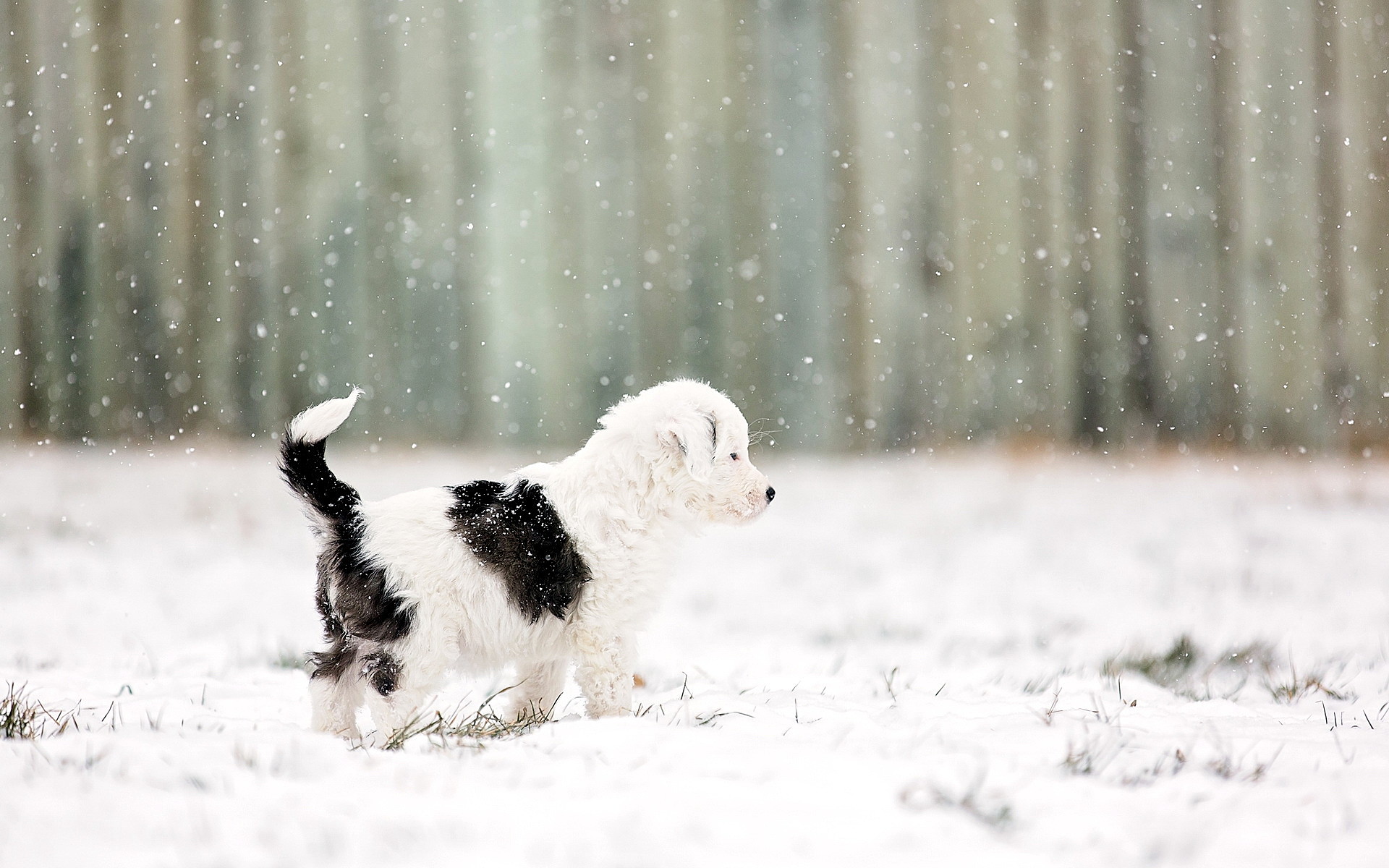 Puppy Playing In The Snow Watch Wide Wallpaper Dog Breeds For Your