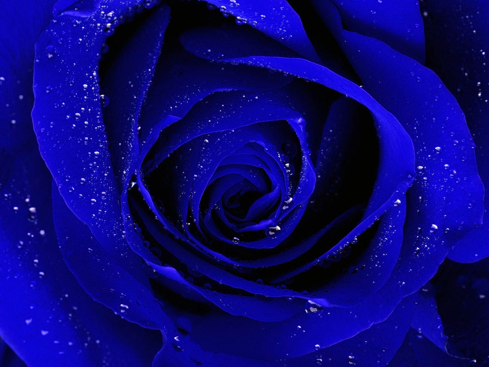 Free download Blue Rose Wallpaper Images amp Pictures Becuo [1600x1200
