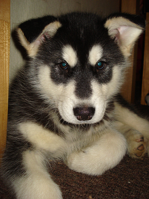 Alaskan Husky Pictures Puppies