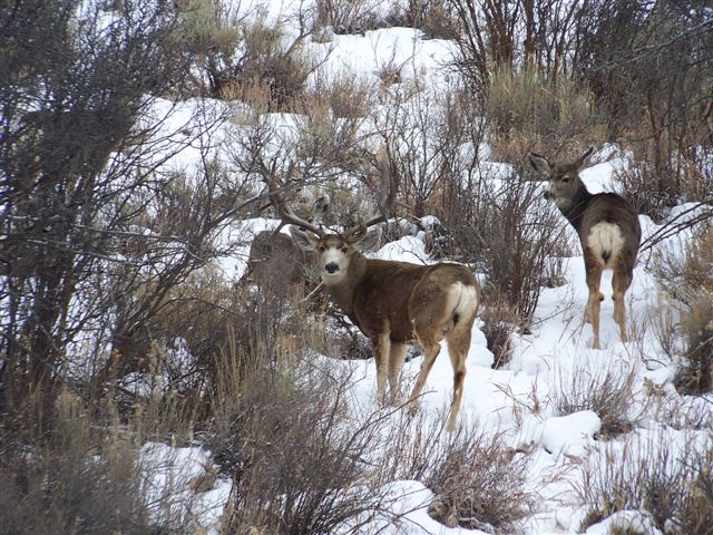 Sent Me This Photo By Email Of A Great Mule Deer Buck From Utah