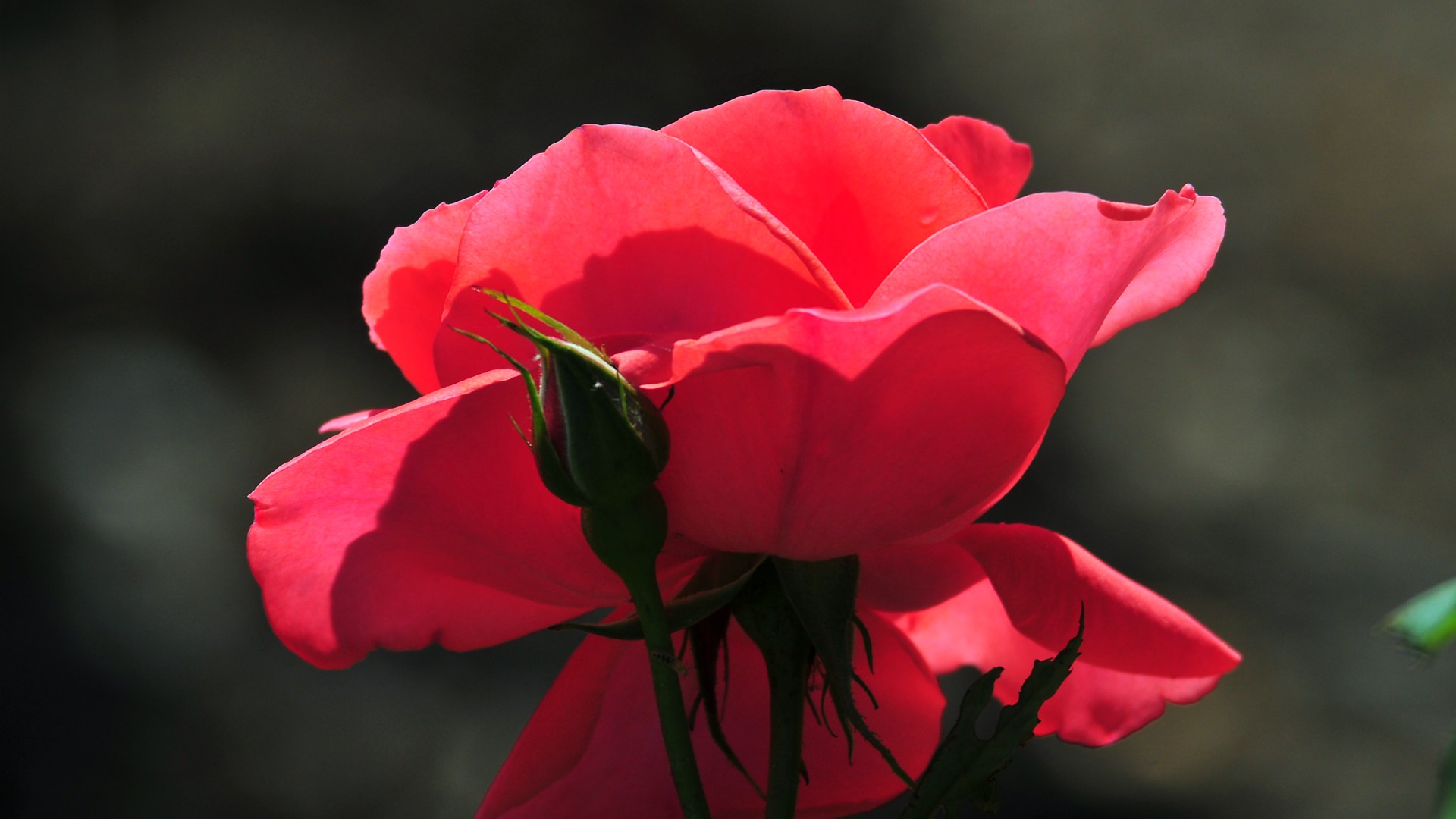Cool Wallpaper Rose Flower HD Of