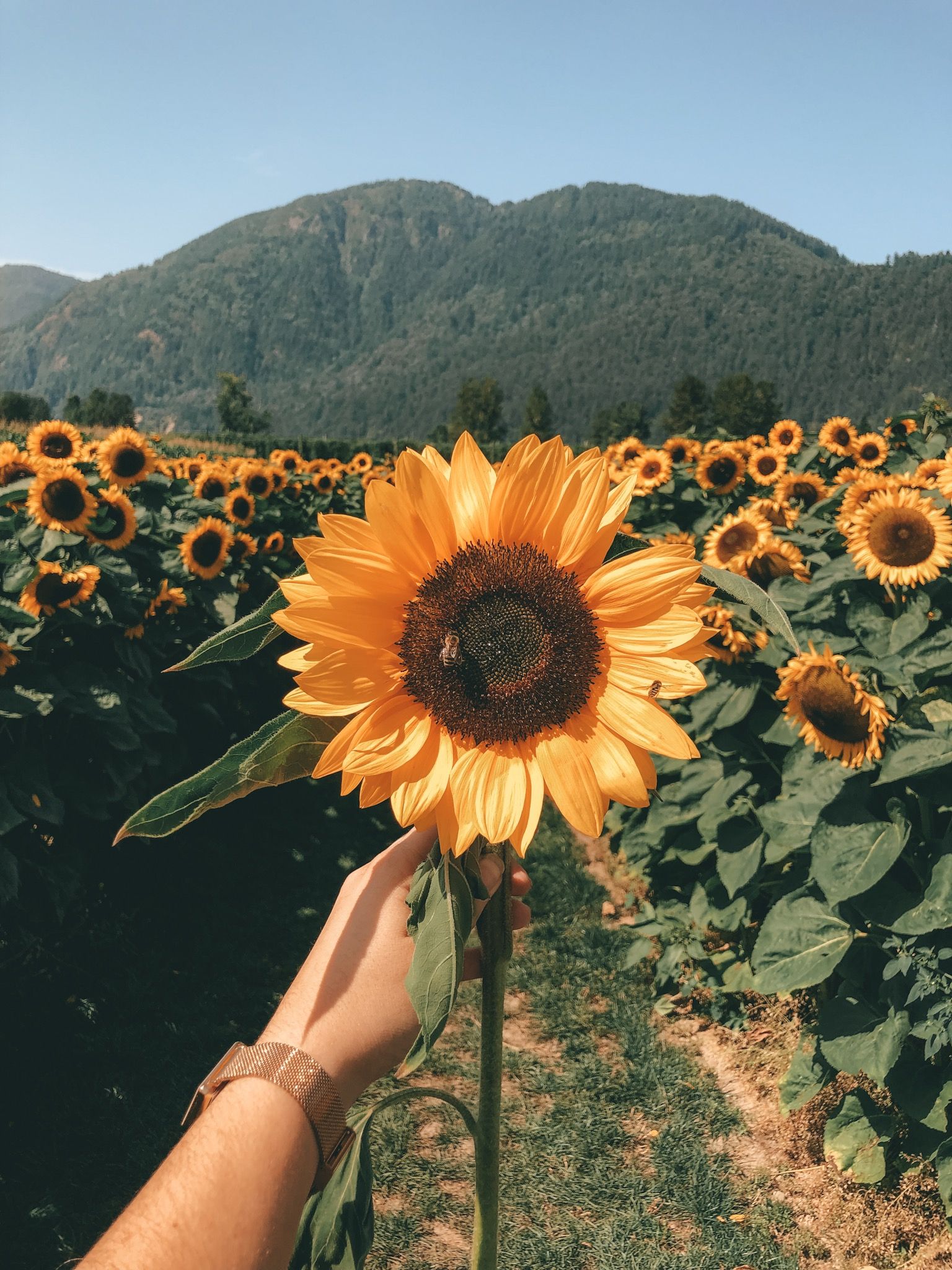 Sunflower Love Wallpaper