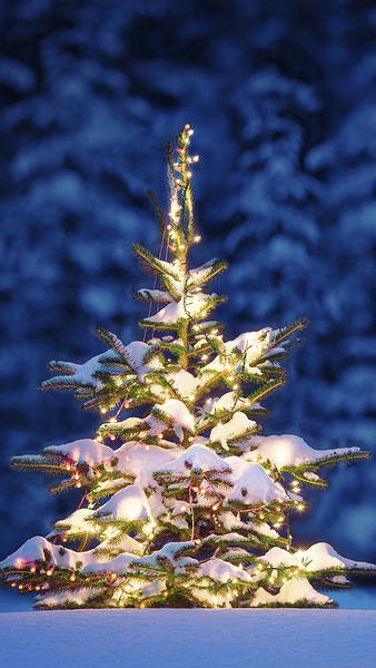 Christmas Winter Tree iPhone 6s Plus Wallpaper