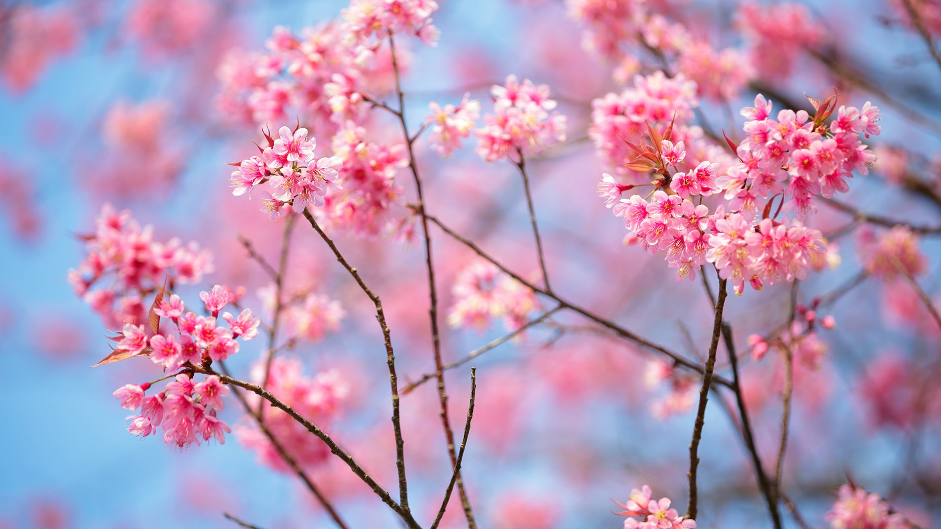 Get Cherry Blossoms   Microsoft Store