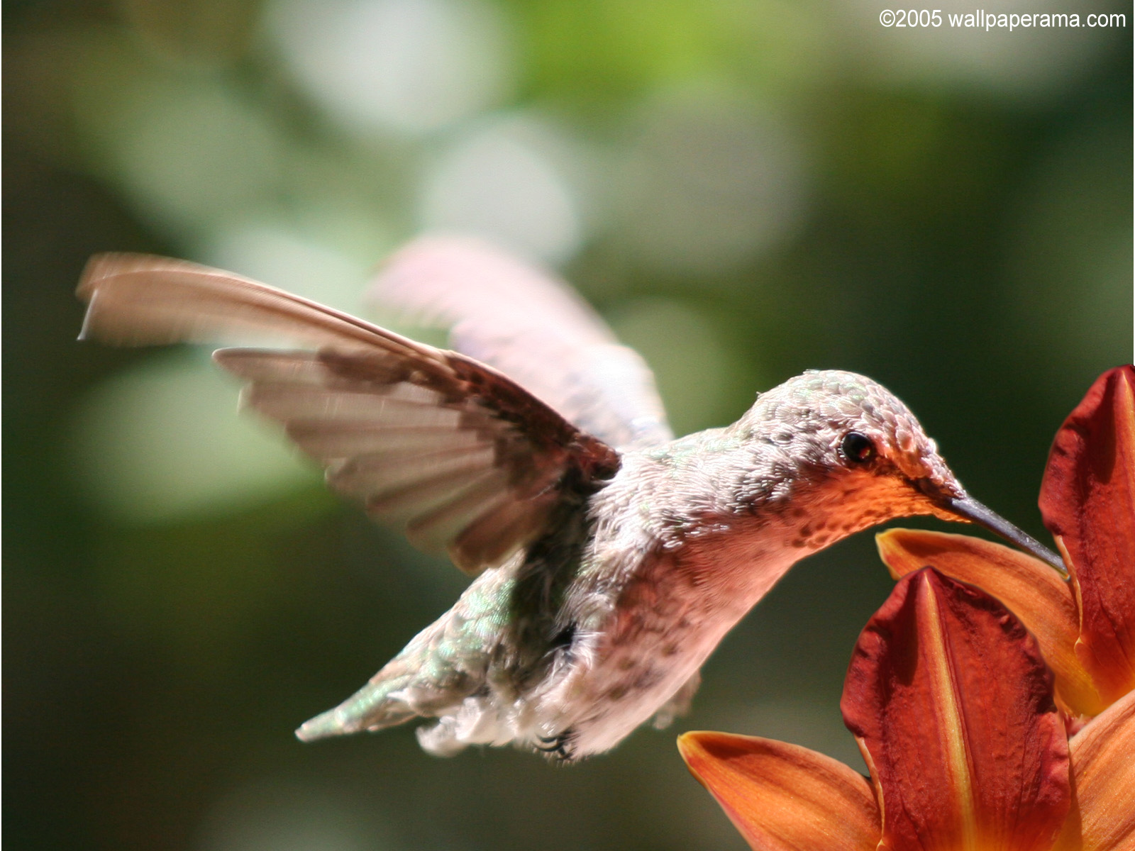 Hummingbird Wallpaper HD Background Image Pictures