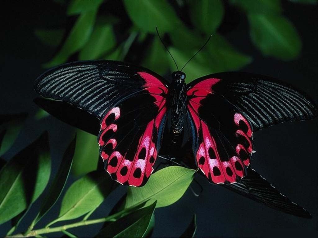 Black And Red Butterfly Wallpaper 1080p Mariposas Negras Con