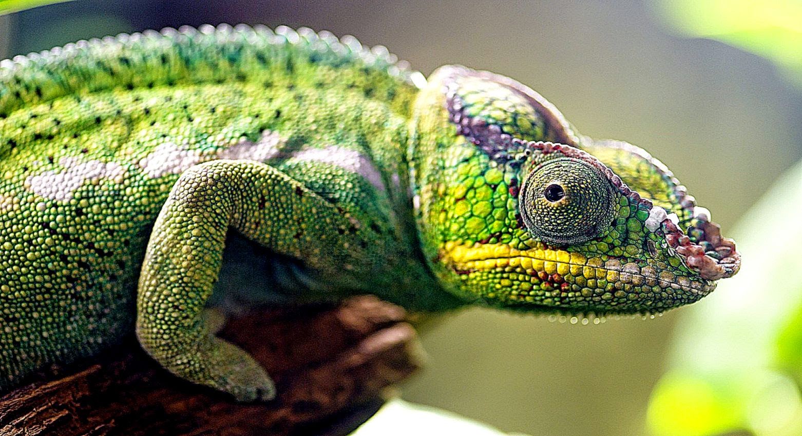Chameleon Close Up Lizard HD Wallpaper