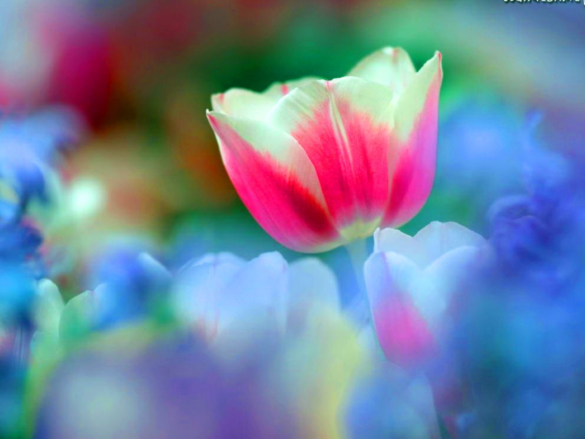 Wallpaper For Mobile Phones Early Spring Colorful