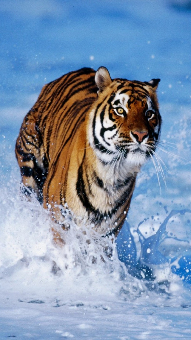 go tiger iPhone 5 Wallpaper