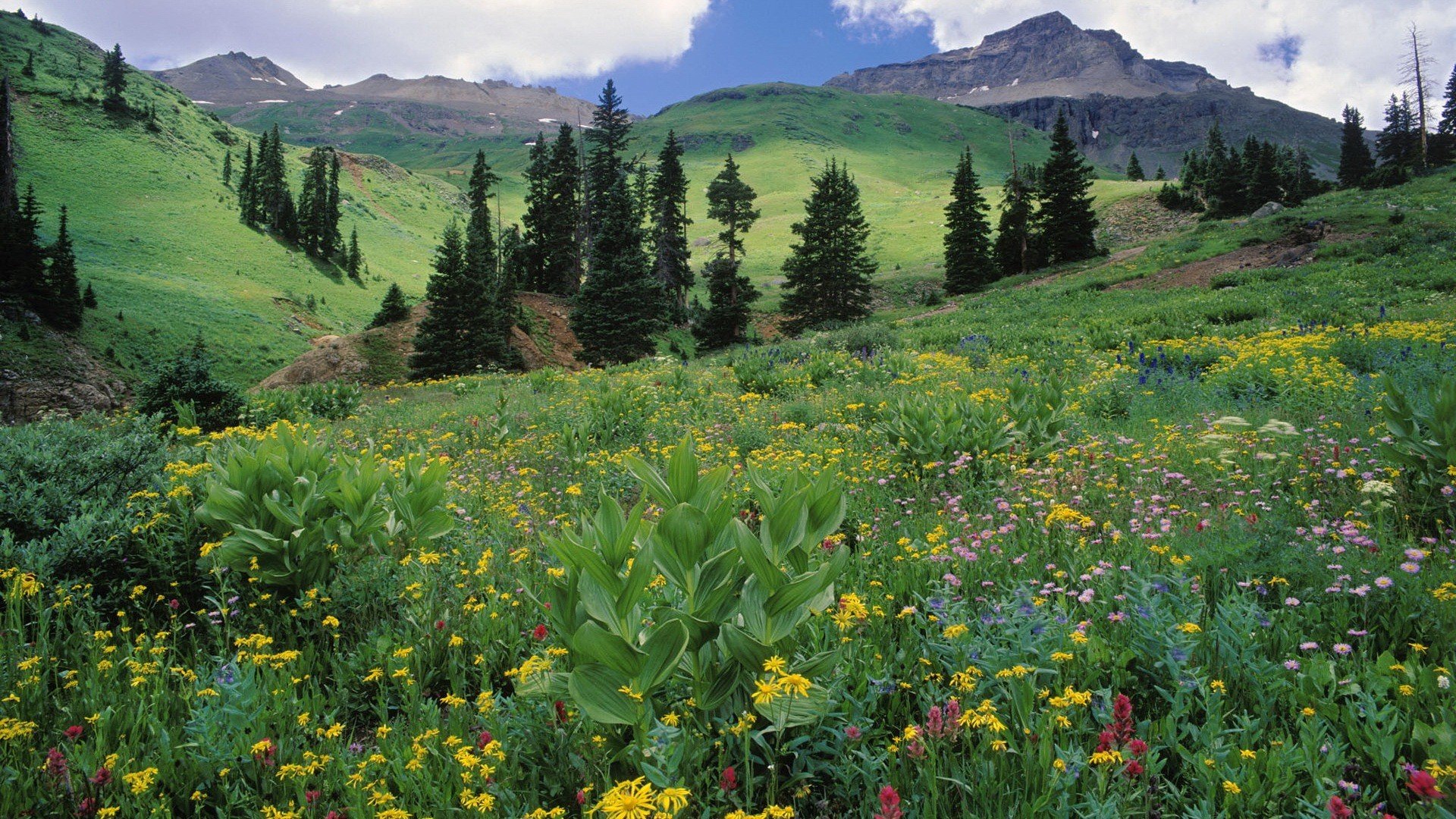mountains landscapes nature meadows Colorado wildflowers wallpaper