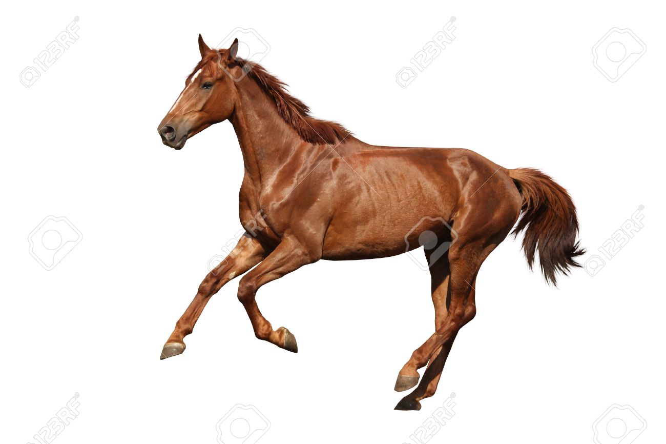 Brown Horse Cantering Free Isolated On White Background Stock