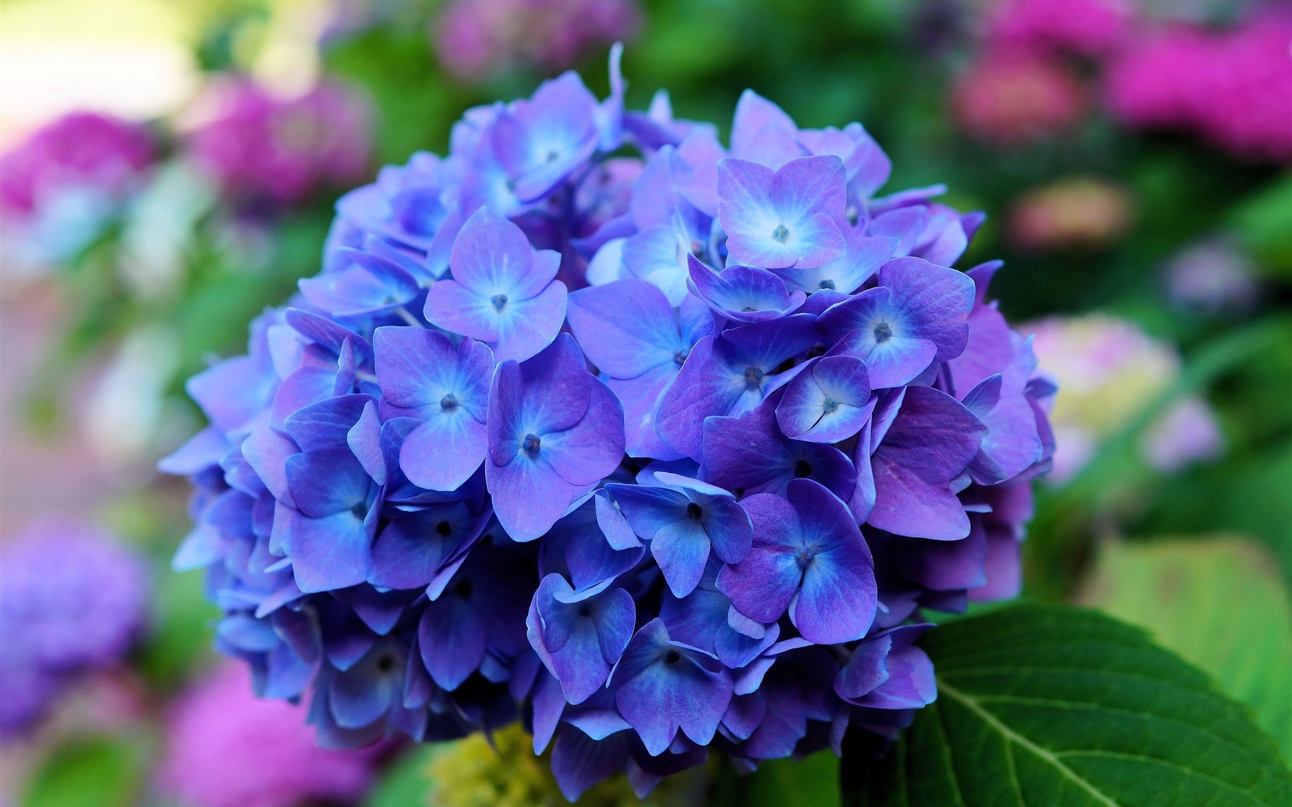 Hydrangea Blue Flower Bunch Wallpaper HD