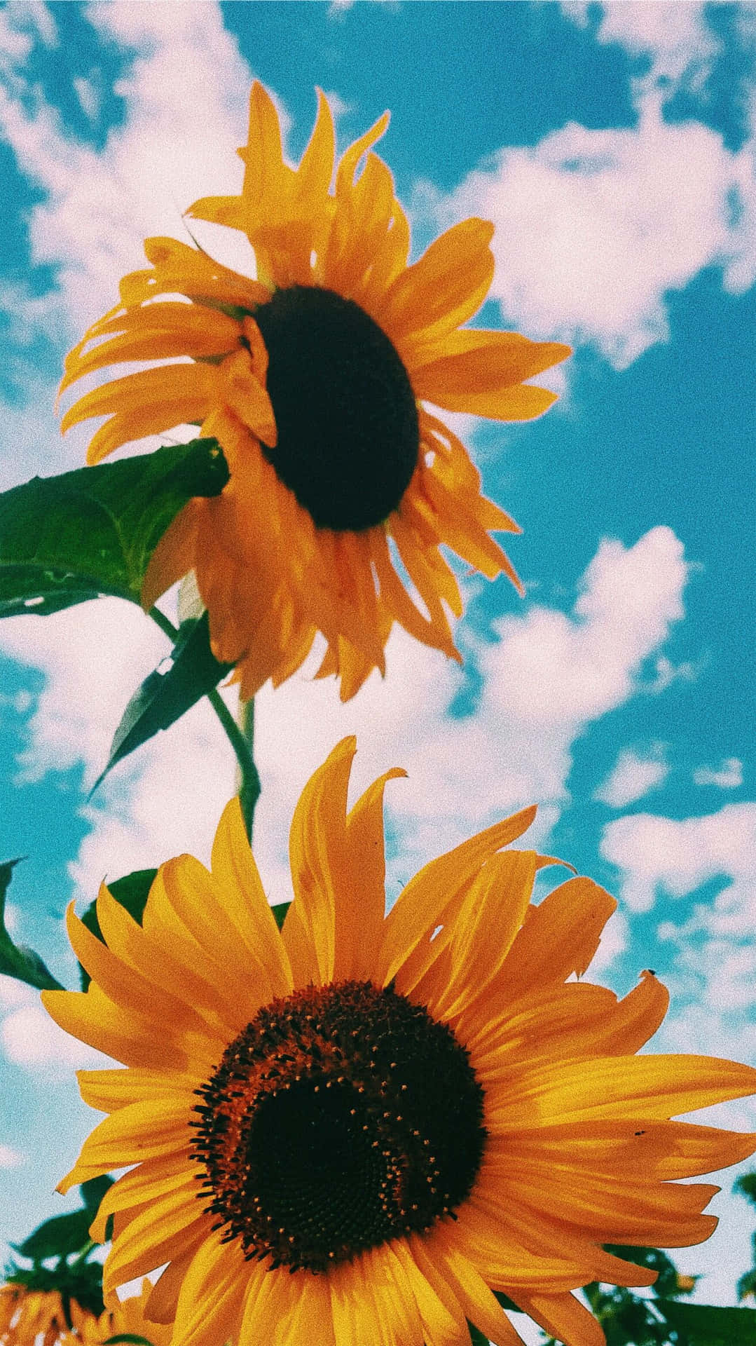 Aesthetic Sunflower Background Wallpaper