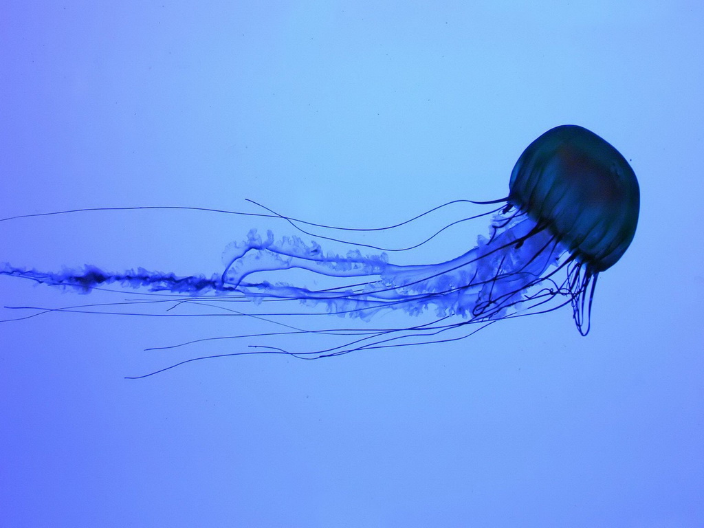 Box Jellyfish Underwater Wallpaper Desktop Pictures