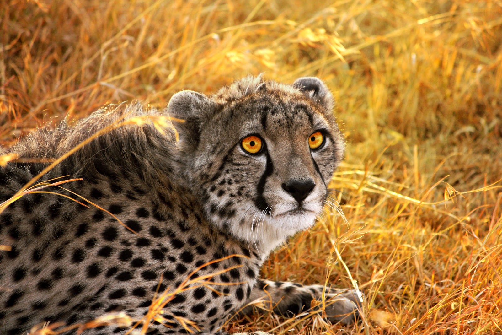 The Spotted Canvas Yellow Cheetah Background