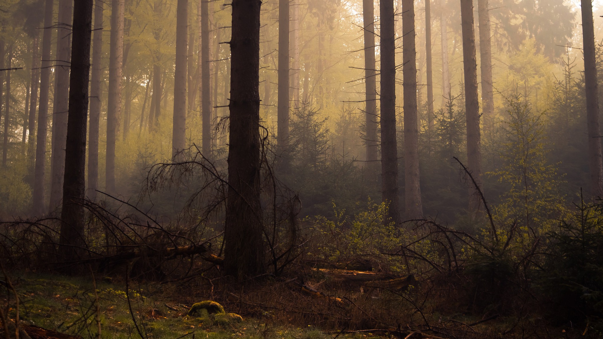 Forest Trees Dead Mist Wallpaper